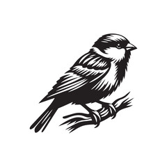 bird of prey