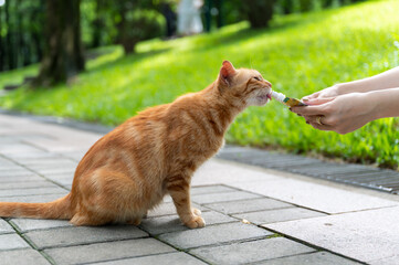 Outdoors, feeding kittens with food in hand