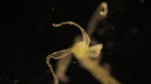Hydra is a genus of small, fresh-water animals of the phylum Cnidaria and class Hydrozoa under the microscope for education.
