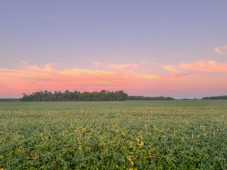 Indiana Sunset over Corn Field