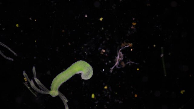 Hydra is a genus of small, fresh-water animals of the phylum Cnidaria and class Hydrozoa under the microscope for education.