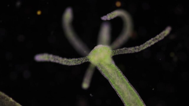 Hydra is a genus of small, fresh-water animals of the phylum Cnidaria and class Hydrozoa under the microscope for education.