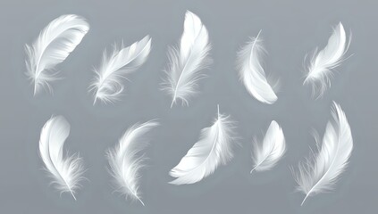 White Feathers Floating on a Gray Background, Elegant and Delicate Nature Photography