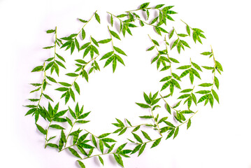 Composition of green leaves on a white background. Different tree branches with leaves. Advertising nature board, organic poster, ecology fresh mockup. Top view, flat lay, close up, copy space