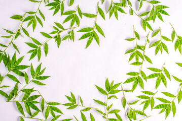 Composition of green leaves on a white background. Different tree branches with leaves. Advertising nature board, organic poster, ecology fresh mockup. Top view, flat lay, close up, copy space