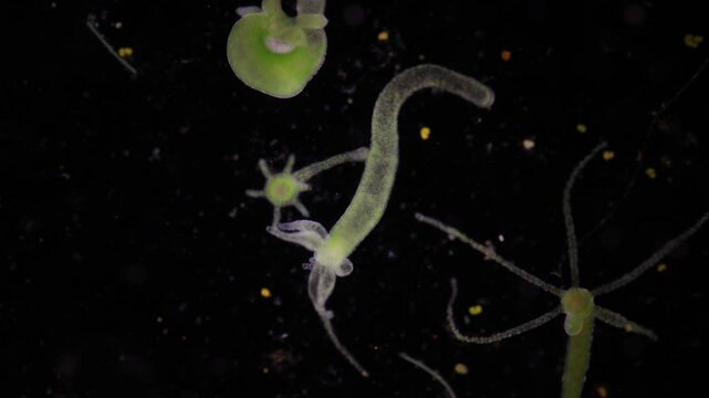 Hydra is a genus of small, fresh-water animals of the phylum Cnidaria and class Hydrozoa under the microscope for education.