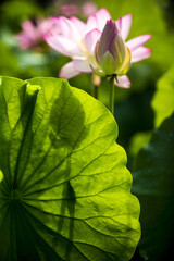 Summer and morning view of a lotus leaf with the shadow of pink lotus flowers on the pond of Haman Lotus Theme Park near Haman-gun, South Korea