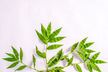 Green foliage frame on white background. Space for text.