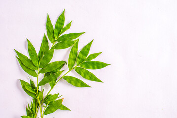 Green foliage frame on white background. Space for text.