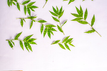 Green foliage frame on white background. Space for text.