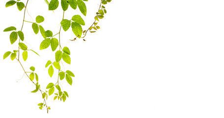 Natural green leaves frame on white background,Tree Leaf On White Background,Tree Leaf Frame On White Background