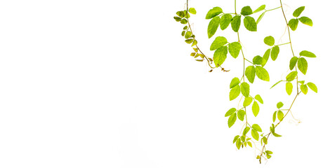 Natural green leaves frame on white background,Tree Leaf On White Background,Tree Leaf Frame On White Background