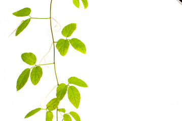 Natural green leaves frame on white background,Tree Leaf On White Background,Tree Leaf Frame On White Background