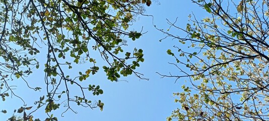 trees in a teak forest during the dry season against a blue sky background
