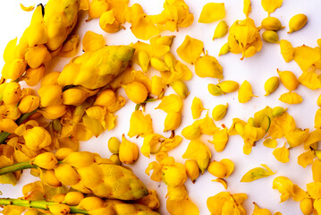 Yellow candle bush flower in Thailand (Cassia alata), isolated on white background with clipping...