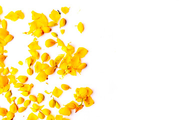 Yellow candle bush flower in Thailand (Cassia alata), isolated on white background with clipping...