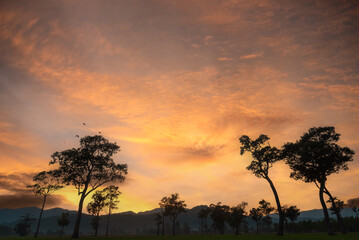 Golden sunshine sky tropical tree fields in sunny morning. Silhouette tree gold dawn mountain in spring season. Sustainable scenic meadow misty fog forest in countryside. Amazing landscape greenery