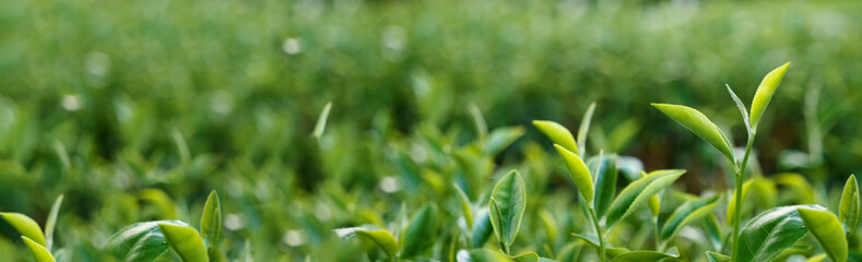 Banner Green tea tree leaves field young tender bud herbal Green tea tree in camellia sinensis organic farm. Panorama Fresh Tree tea leaf plant green nature in herbal farm background with Copy Space