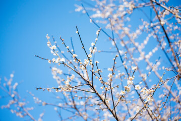 White cherry blossom Pastel flower floral soft nature bloom blurred background. Romance flower plum tree botanical bloom spring season. Beauty Cherry blossom petals plant beautiful Flowering garden