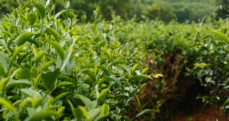 Fresh Green tea tree leaves in eco herbal farm. Tree tea plantations in morning sun light....