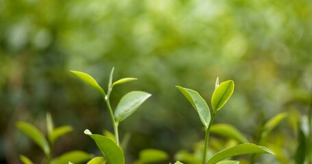 Fototapeta premium Green tea tree leaves field young tender bud herbal Green tea tree in camellia sinensis organic farm. Close up Fresh Tree tea plantations mountain green nature in herbal farm plant background morning