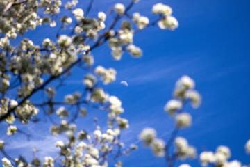 flowers on sky background