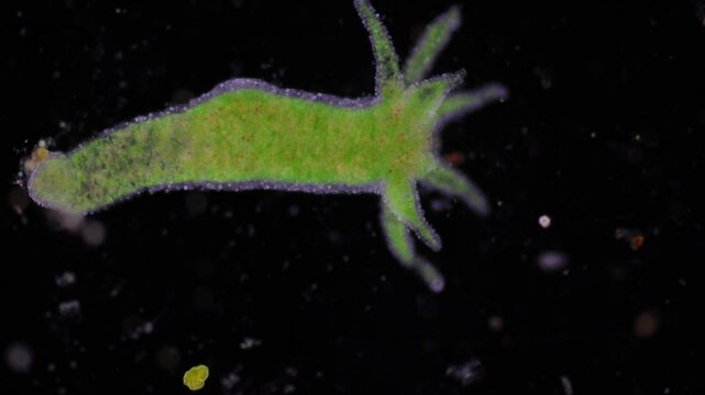 Hydra is a genus of small, fresh-water animals of the phylum Cnidaria and class Hydrozoa under the microscope for education.