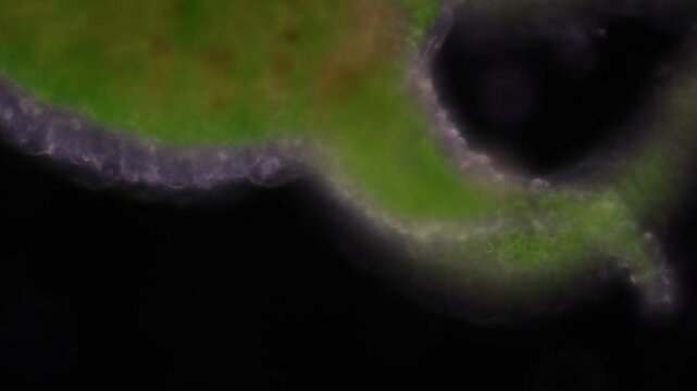 Hydra is a genus of small, fresh-water animals of the phylum Cnidaria and class Hydrozoa under the microscope for education.