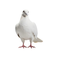 Obraz premium A white dove symbolizes peace and purity in a minimalist setting. Ideal for use in wedding invitations, spiritual designs, or nature-themed projects