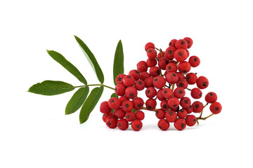 Vibrant red rowan berries isolated on white background with green leaves