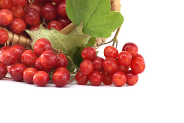 Close-up of fresh red guelder rose berries showcasing their rich color and texture