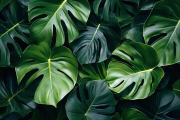 Obraz premium Green leaves of a philodendron plant. Nature leaves, green tropical forest, backgound concept , ai