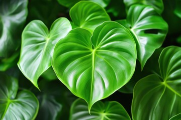 Green leaves of a philodendron plant. Nature leaves, green tropical forest, backgound concept , ai