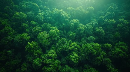 Aerial View of a Lush Forest