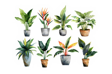 Obraz premium 美しい観葉植物の鉢植えセット