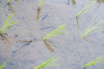 Young rice plants in new green rice fields in Planting farmers in rice fields
