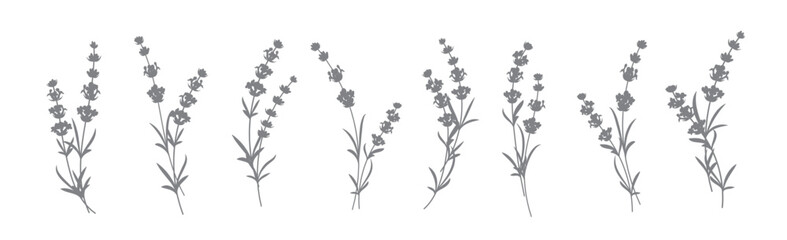 Set of lavender flowers elements. Collection of lavender flowers on a white background. Vector illustration bundle.