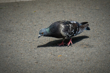 Pigeons on the asphalt living in the city