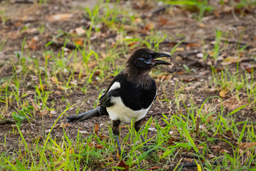 Oriental magpie walking around the park looking for food