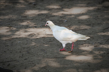 A white pigeon looking for food in the park