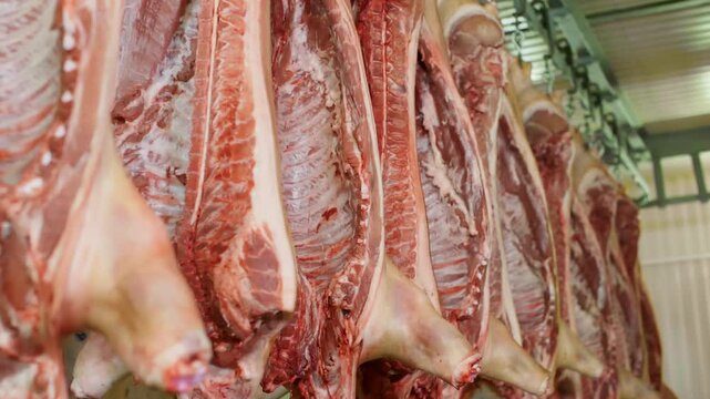 Raw pork meat hanging in row in refrigerator. Fresh food is on sale at slaughterhouse. Interior of meat packing industry.