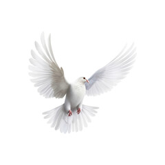 Obraz premium White doves in flight with spread wings symbolize peace and freedom, making them suitable for designs related to themes of hope, love, spirituality, and nature