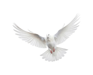 White doves in flight with spread wings symbolize peace and freedom, making them suitable for designs related to themes of hope, love, spirituality, and nature