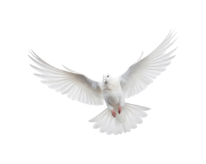 White doves in flight with spread wings symbolize peace and freedom, making them suitable for designs related to themes of hope, love, spirituality, and nature