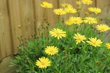 yellow dandelions in front of a wooden fence