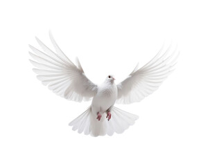 Fototapeta premium White doves in flight with spread wings symbolize peace and freedom, making them suitable for designs related to themes of hope, love, spirituality, and nature
