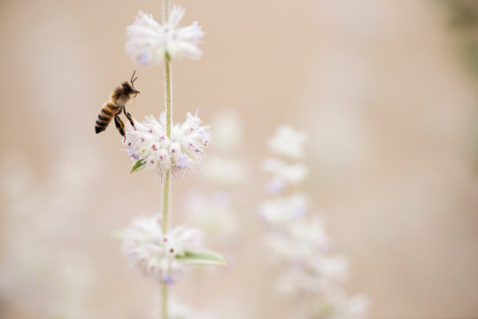 abeja