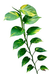 Green vines plant Devil's ivy (Epipremnum Aureum) foliage isolated on transparent background. PNG transparency
