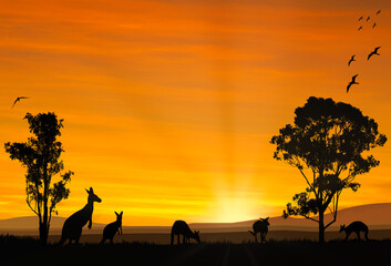 Family of Kangaroos feed in the sunset