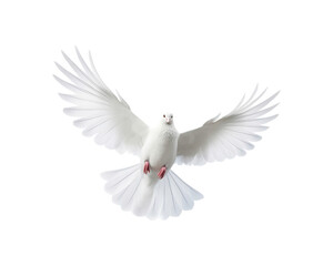 Fototapeta premium White doves in flight with spread wings symbolize peace and freedom, making them suitable for designs related to themes of hope, love, spirituality, and nature